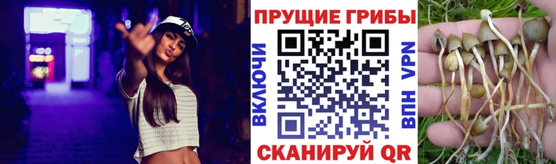 Купить закладки  Алексин  Псилоцибиновые грибы GOLDEN TEACHER 